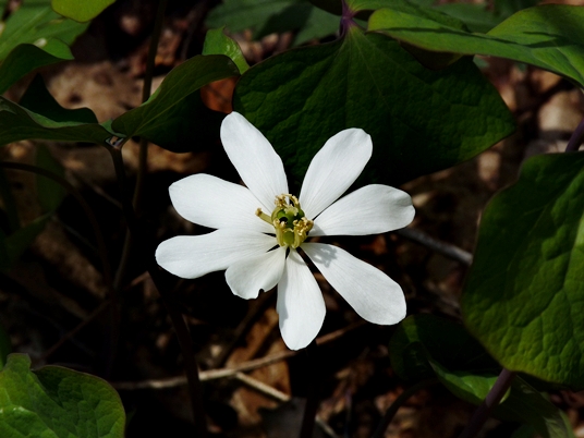 {Jeffersonia diphylla}